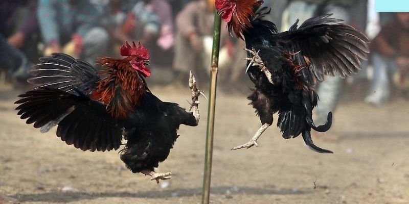 Khám phá sơ lược về đá gà cựa sắt