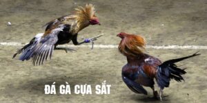 Vì sao hội viên nên chọn ww88 để chơi đá gà cựa sắt?