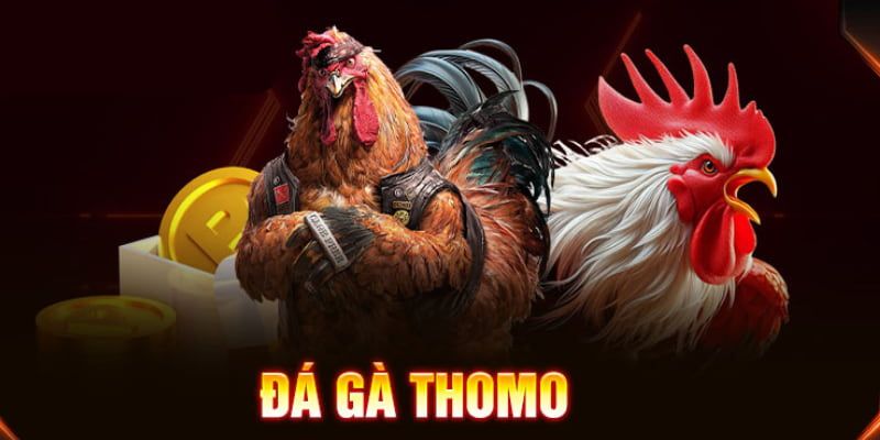Nói đôi điều về đá gà Thomo tại ww88