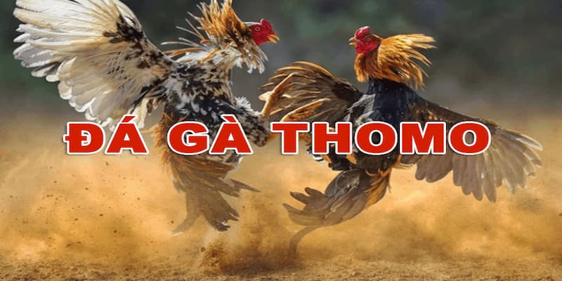 Những loại hình cược đá gà Thomo năm 2025