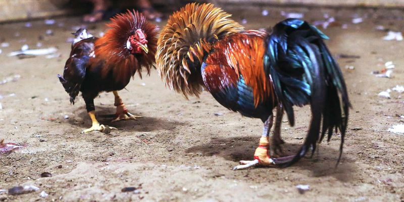 Lý do đá gà Thomo là sản phẩm lôi cuốn